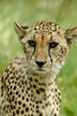 Young male Cheetah listening to rustles in the grass Royalty Free Stock Photo