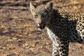 Young male  Cheetah looking forward Royalty Free Stock Photo