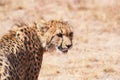 Young male cheetah looking to the side Royalty Free Stock Photo