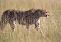 Young male Cheetah Royalty Free Stock Photo