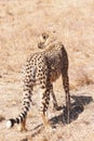 Young male cheetah walking away Royalty Free Stock Photo