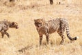 Young cheetahs moving around dry grass