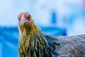 Young male of bantam chicken looking at camera Royalty Free Stock Photo