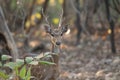 Young male of chital Axis axis, Gir Sanctuary. Royalty Free Stock Photo