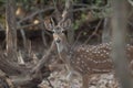 Young male of chital Axis axis, Gir Sanctuary. Royalty Free Stock Photo