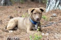 Young male chocolate Labrador and Husky mix breed puppy sitting down outside with collar and leash Royalty Free Stock Photo