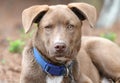 Young male chocolate Labrador and Husky mix breed puppy sitting down outside with collar and leash Royalty Free Stock Photo