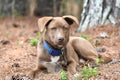 Young male chocolate Labrador and Husky mix breed puppy sitting down outside with collar and leash Royalty Free Stock Photo