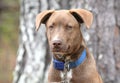 Young male chocolate Labrador and Husky mix breed puppy sitting down outside with collar and leash Royalty Free Stock Photo