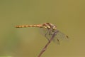 A young male Common Darter dragonfly on a plant stem. Royalty Free Stock Photo