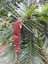 Young male cones of Wollemi Pines. Spring Royalty Free Stock Photo