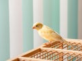 Young male Curious orange canary looks straight sitting on a cage on a light background. Breeding songbirds at home