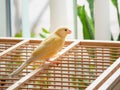 Young male Curious orange canary is singing. Bird looks straight on a cage on a light background. Breeding songbirds at home Royalty Free Stock Photo