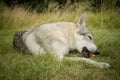 Young male czechoslovak wolfdog in summer camp eating raw bone