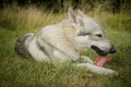 Young male czechoslovak wolfdog in summer camp eating raw bone