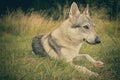 Young male czechoslovak wolfdog in summer camp eating raw bone