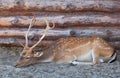 Young male deer with big, beautiful horns lying on the sand with straw