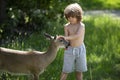 Young male deer walks in the park and eats from the hands of children. Deers bambi and wild animals concept. Child on