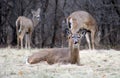 Young Male Deer During Winter Male White Tail Buck