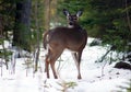 Young Male Deer During Winter Male White Tail Buck