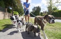 Dog walker walking dogs along suburban street Royalty Free Stock Photo