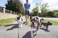 Dog walker walking dogs along suburban street Royalty Free Stock Photo