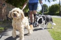 Dog walker walking dogs along suburban street Royalty Free Stock Photo