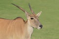 Young male eland antelope looking at sunset. Royalty Free Stock Photo