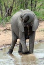 A young male Elephant drinking water Royalty Free Stock Photo