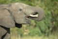 A young male elephant drinking Royalty Free Stock Photo