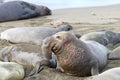 Young male elephant seal looking around entering harem of females Royalty Free Stock Photo