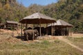 Young male elephant