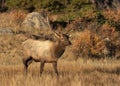 Young Male Elk Standing in a Meadow Royalty Free Stock Photo