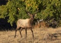 Young Male Elk Walking in a Meadow Royalty Free Stock Photo