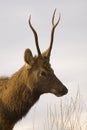 Young Male Elk Portrait Montana Royalty Free Stock Photo