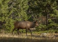 Young male elk, Rocky Mountain National Park Royalty Free Stock Photo