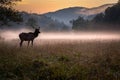 Young male elk with small rack poses in the mist before dawn in Cataloochee State Park-Edit