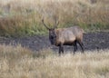 Young Male Elk Standing in a Meadow Royalty Free Stock Photo
