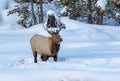 Young male elk stands in deep snow in Yellowstone in winter