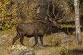 Young Male Elk Walking at the Forest`s Edge Royalty Free Stock Photo