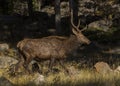 Young Male Elk Walking at the Forest`s Edge Royalty Free Stock Photo