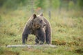 Young male, European brown bear Royalty Free Stock Photo