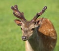 Young male Fallow Deer Royalty Free Stock Photo
