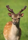 Young male Fallow Deer Royalty Free Stock Photo