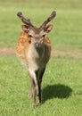 Young male Fallow Deer Royalty Free Stock Photo