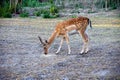 Young Male of fallow deer Royalty Free Stock Photo