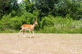 Young Male of fallow deer Royalty Free Stock Photo