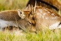 Young male Fallow Deer (Dama dama), taken in UK Royalty Free Stock Photo