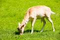 Young Male Fallow Royalty Free Stock Photo