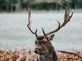 Young male fallow deer standing on a meadow, looking into the Royalty Free Stock Photo